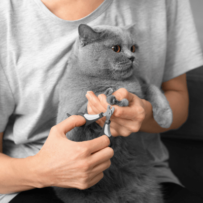 CAT GROOMING