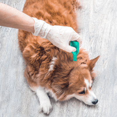 FLEA TREATMENT