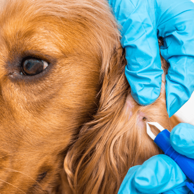 TICK TREATMENT